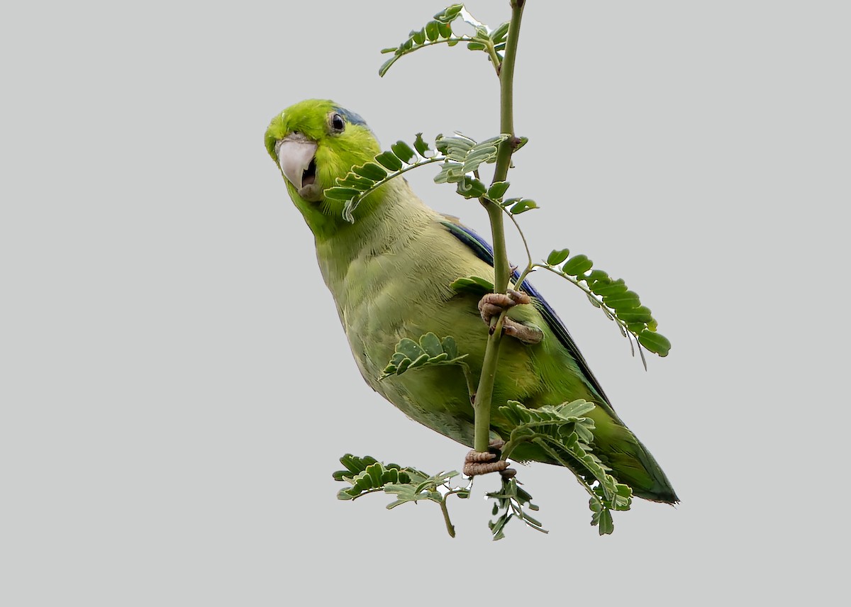 Pacific Parrotlet - Guillermo  Saborío Vega