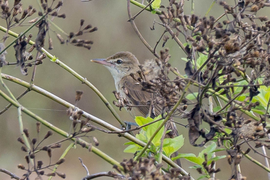 Oriental Reed Warbler - ML623360058