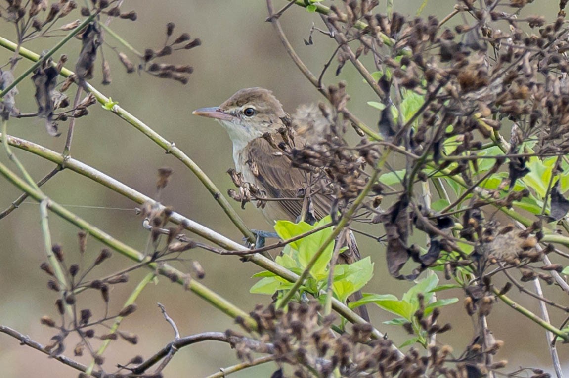 Oriental Reed Warbler - ML623360059