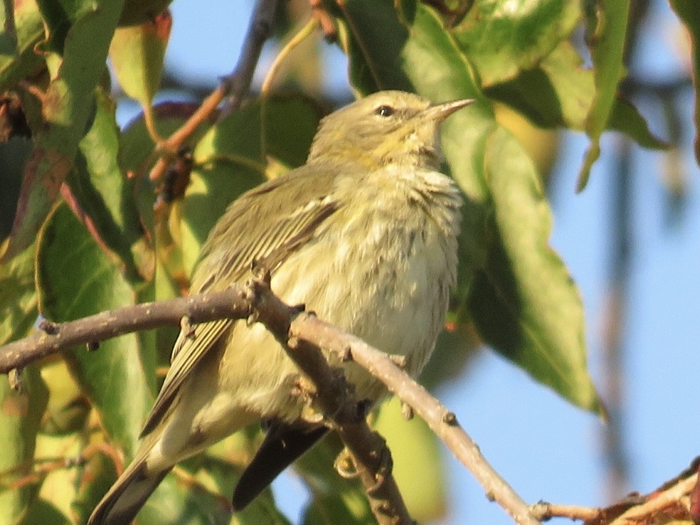 Cape May Warbler - ML623360060