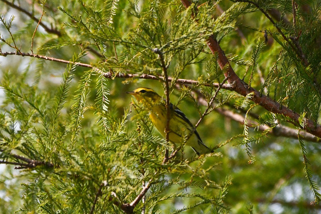 Пісняр-лісовик рудоволий - ML623360071