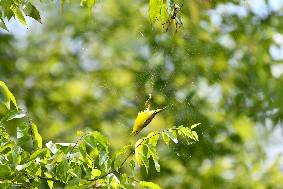 Пісняр-лісовик жовтий північний - ML623360077