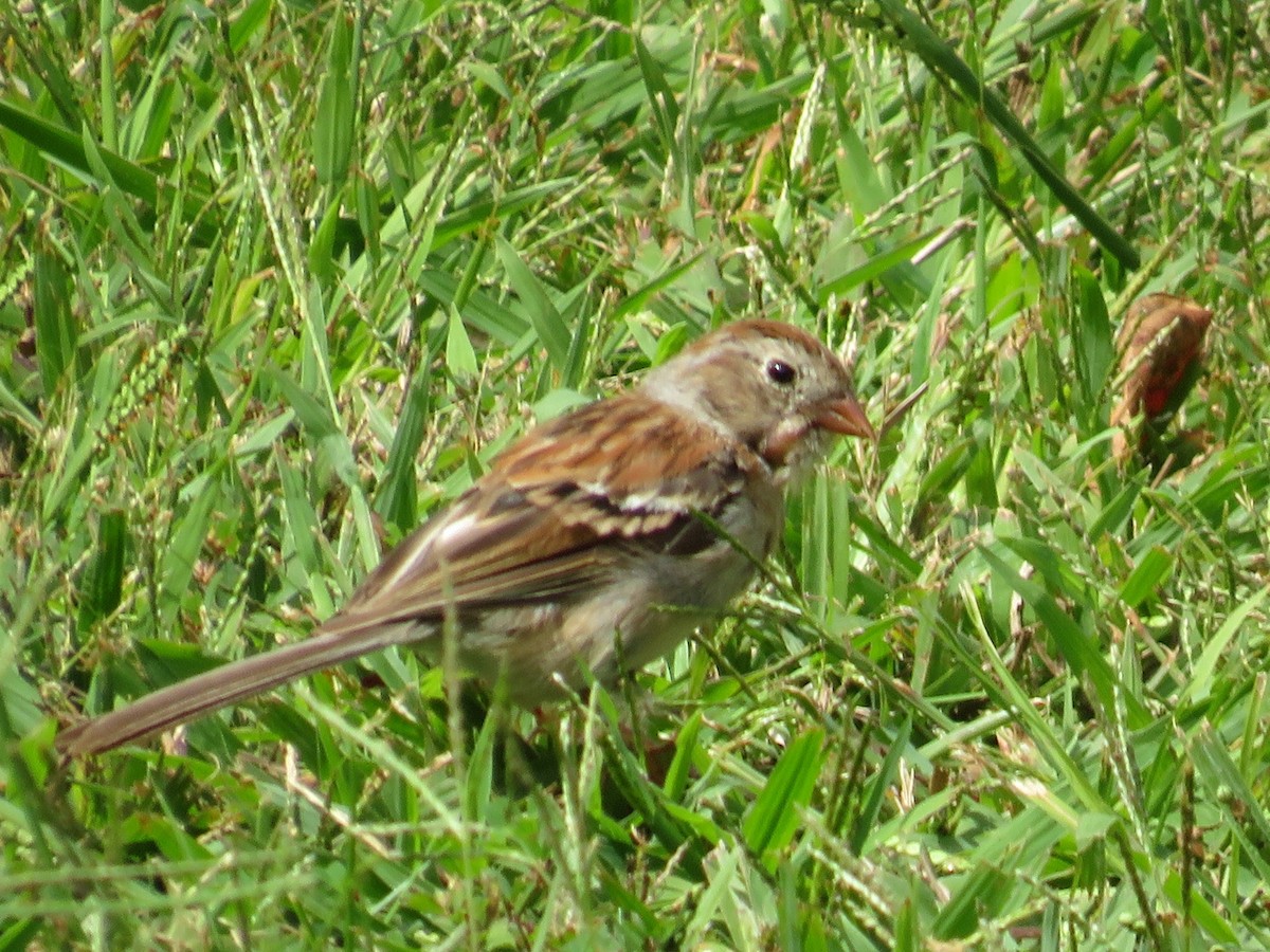 Field Sparrow - ML623360080