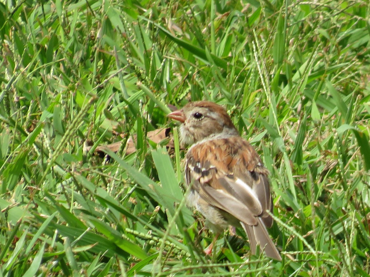 Field Sparrow - ML623360081