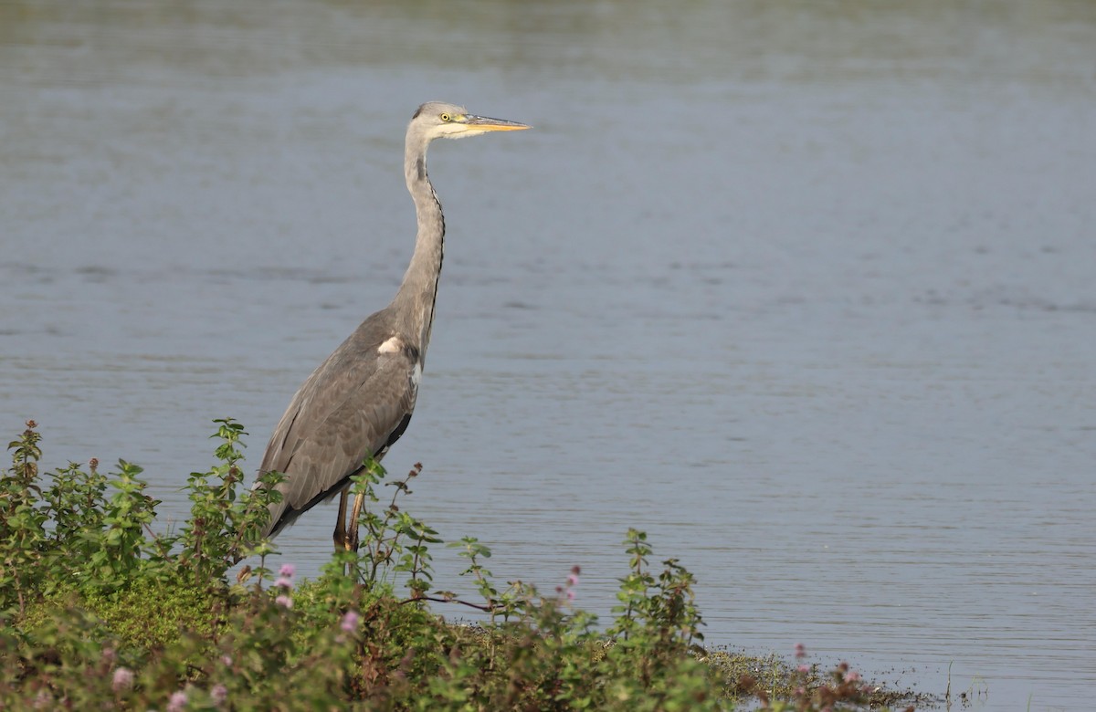 Gray Heron - Peter Boesman