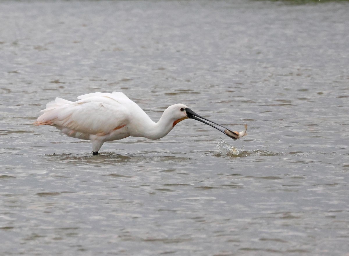 Eurasian Spoonbill - Peter Boesman