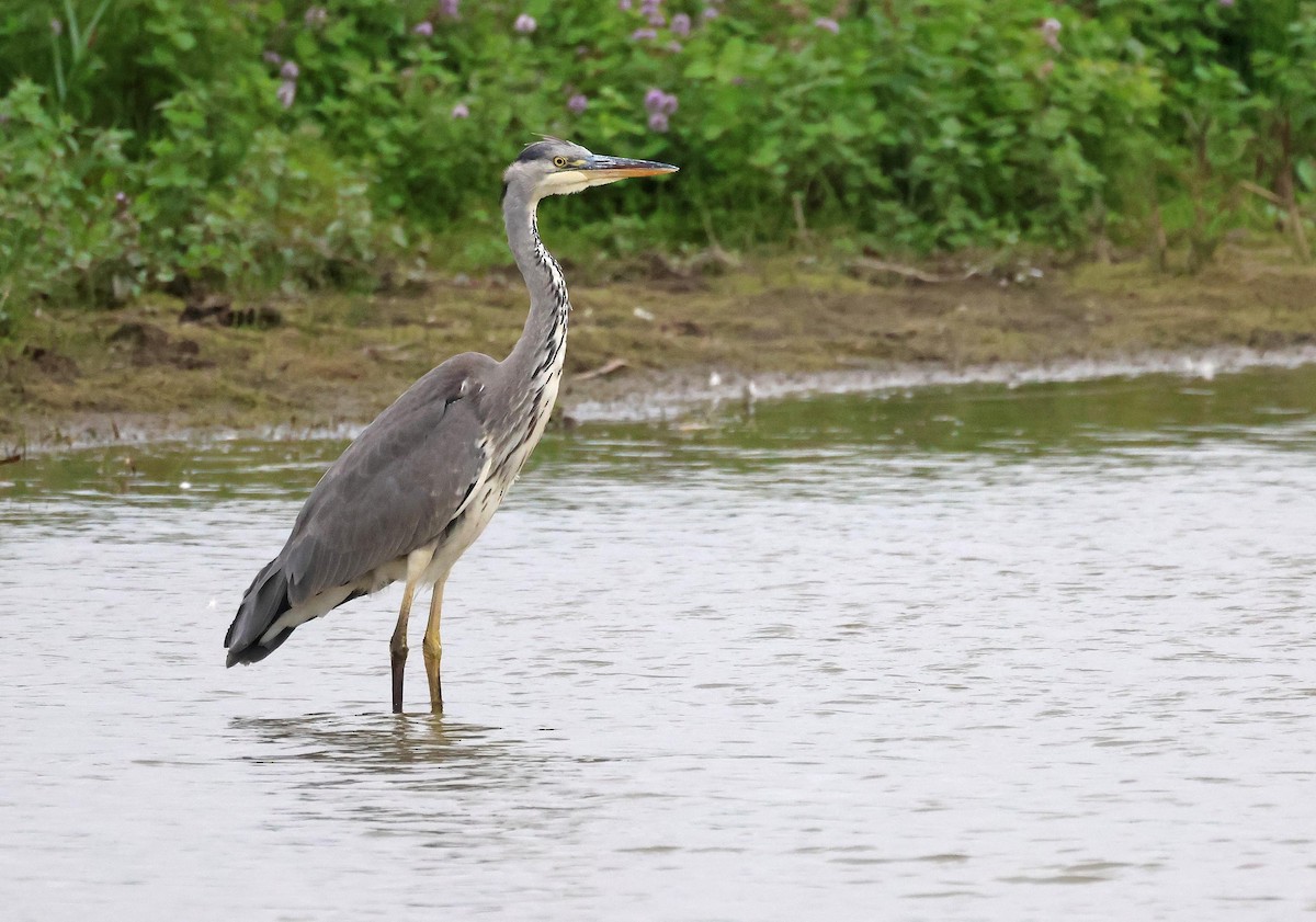 Gray Heron - Peter Boesman