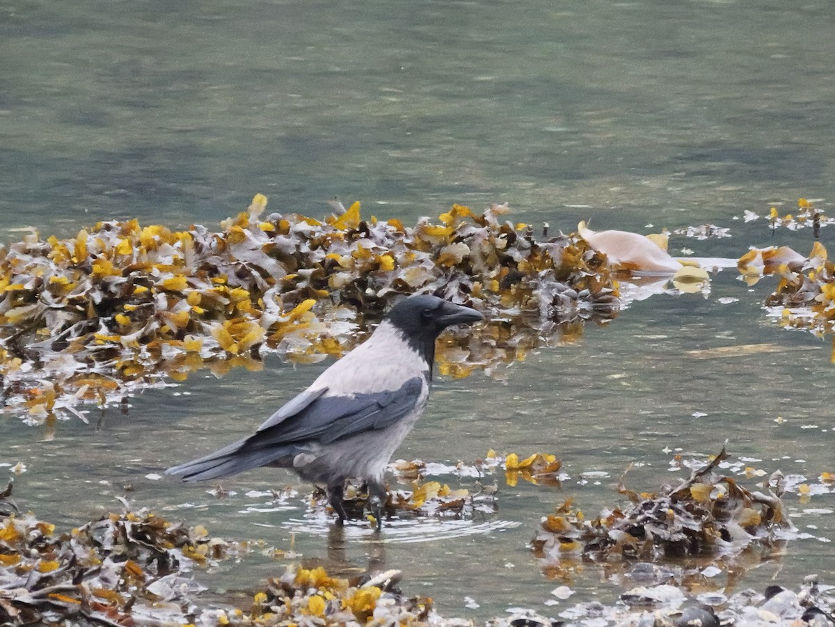 Hooded Crow - ML623360165