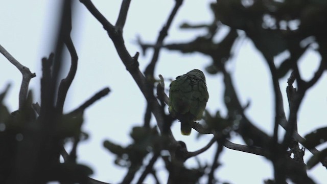 Scaly-naped Parrot - ML623360177