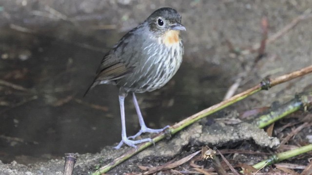 Santa Marta Antpitta - ML623360194