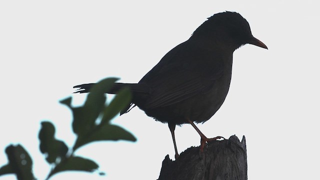 Great Thrush - ML623360214