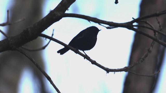 White-sided Flowerpiercer - ML623360232