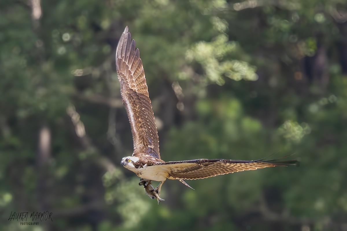 Falco pescatore - ML623360364