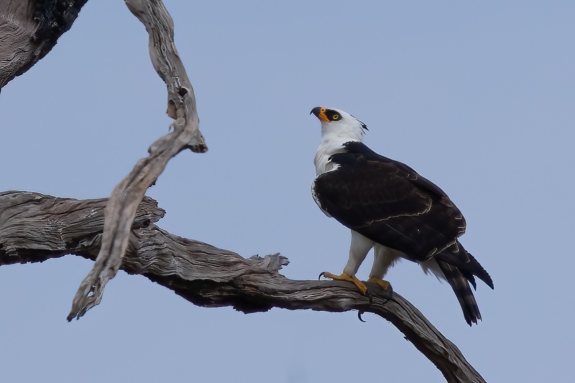 Black-and-white Hawk-Eagle - ML623360368