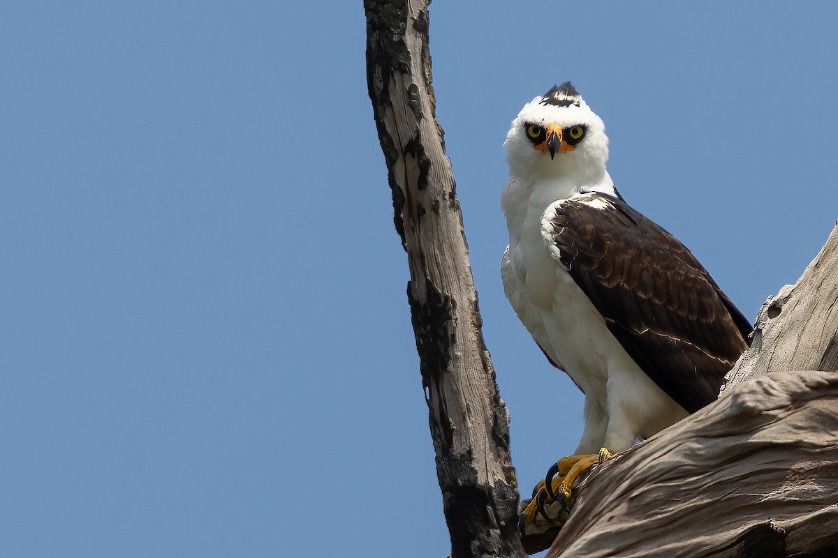 Black-and-white Hawk-Eagle - Sergio Porto