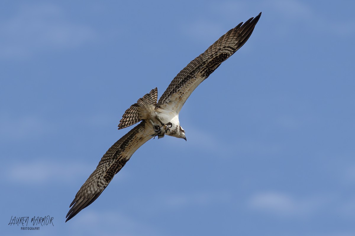 Osprey - ML623360372