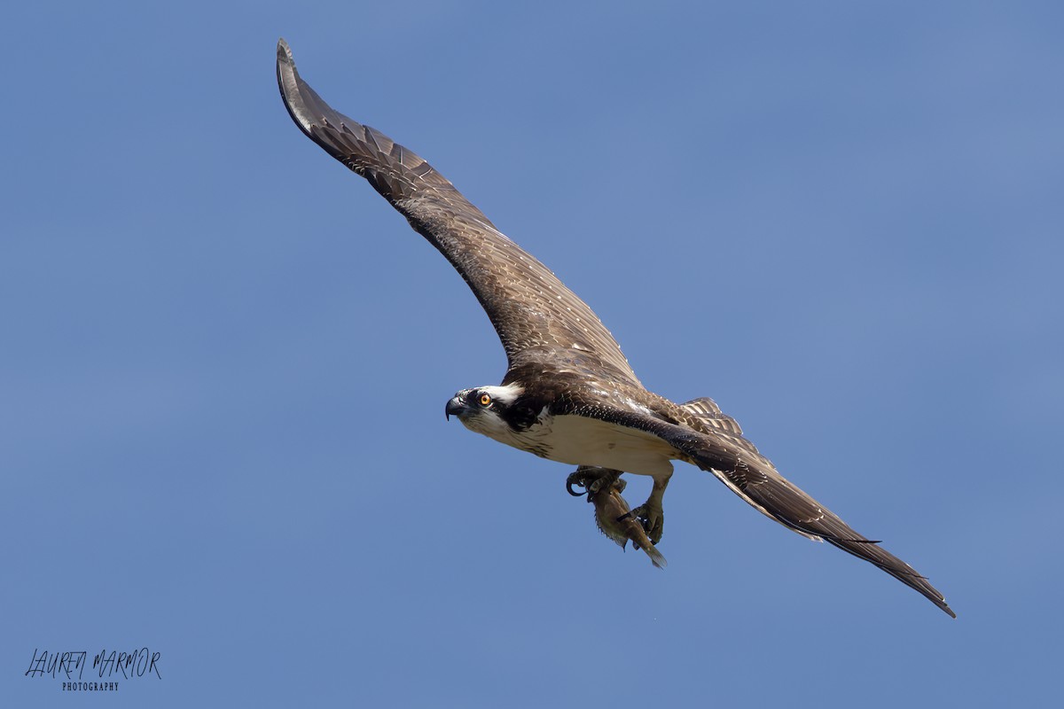Osprey - ML623360374