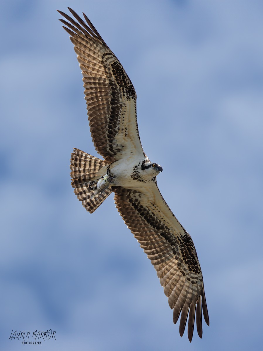 Osprey - ML623360375