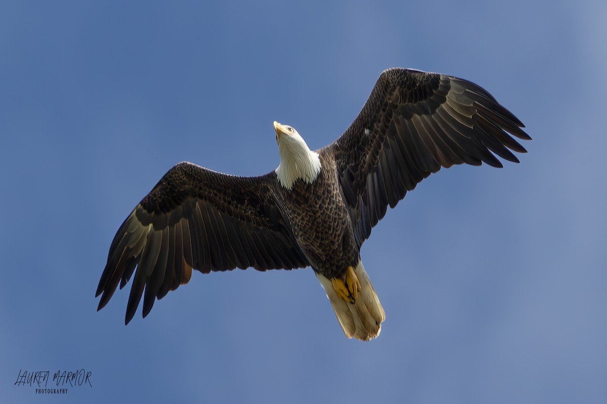 Bald Eagle - ML623360377