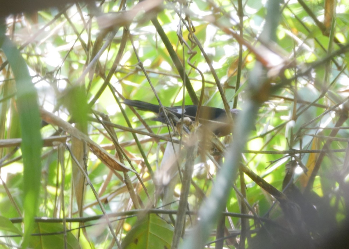 Black-and-white Tanager - ML623360379