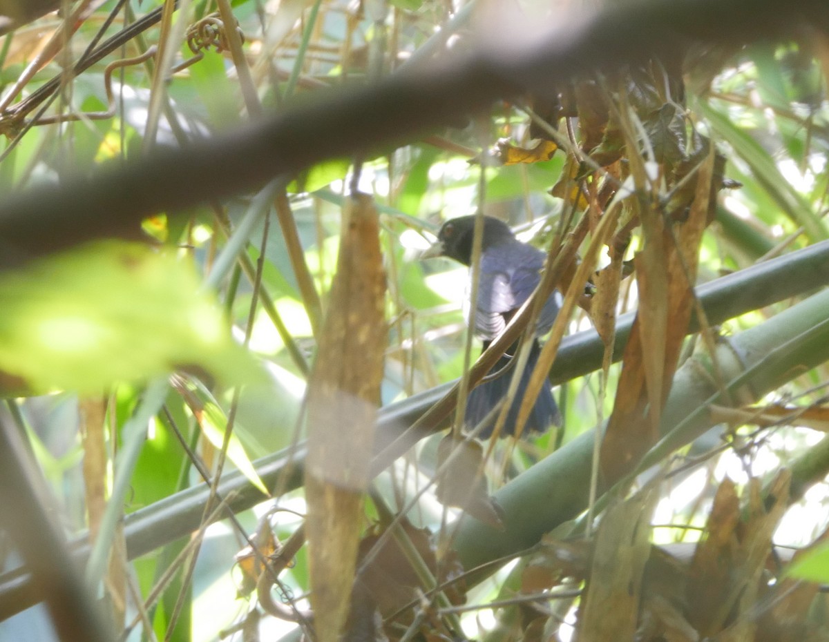 Black-and-white Tanager - ML623360380