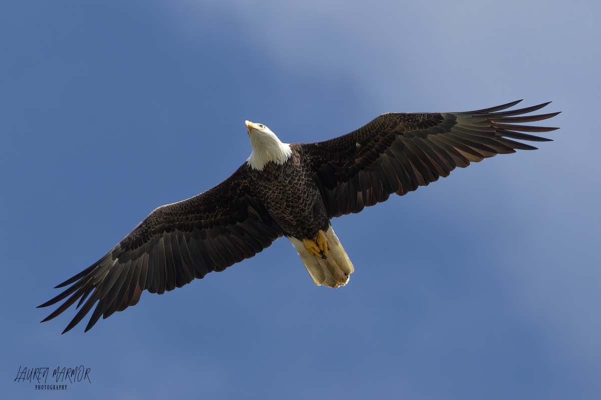 Bald Eagle - ML623360386