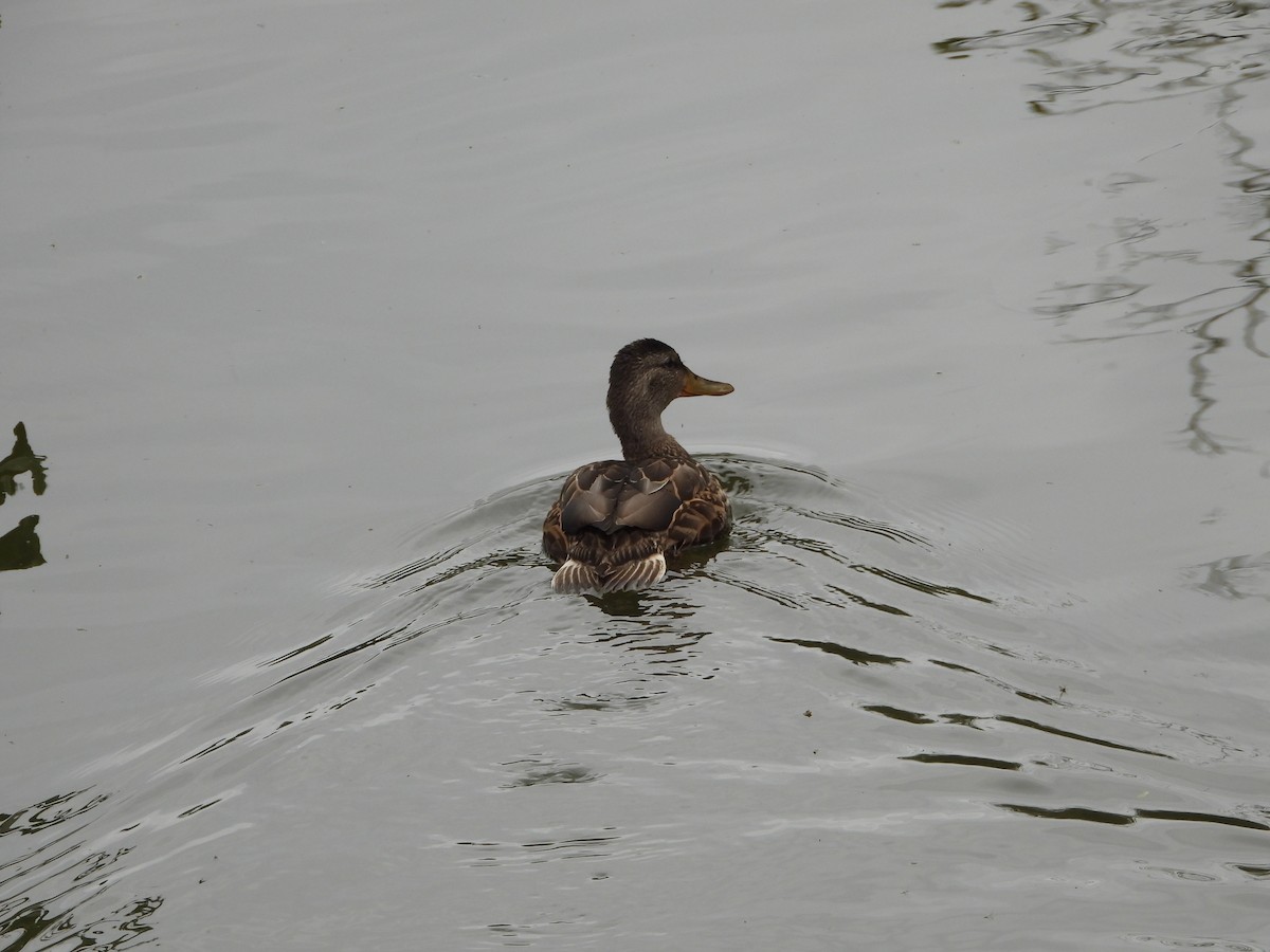 Canard colvert - ML623360459