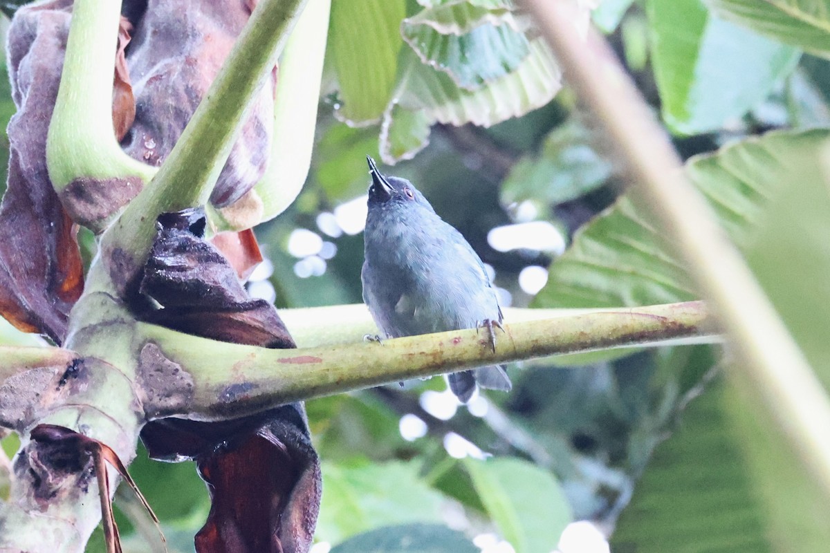 Bluish Flowerpiercer - ML623360512