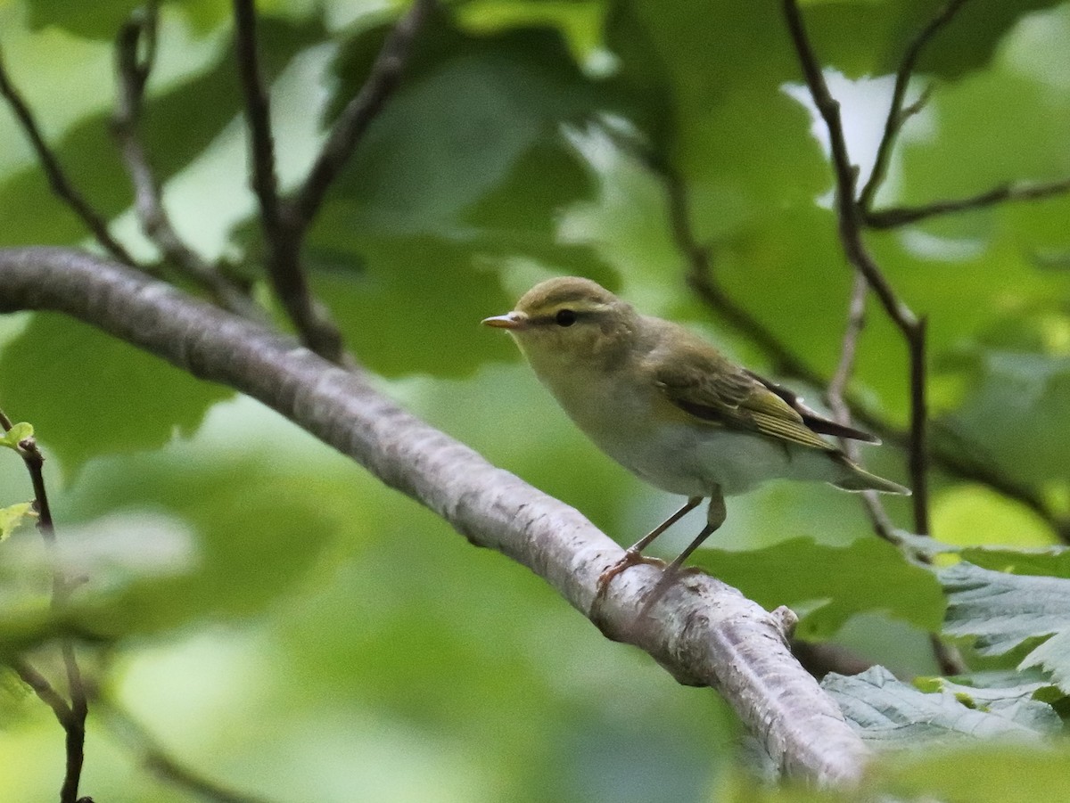 Wood Warbler - Tom Carley