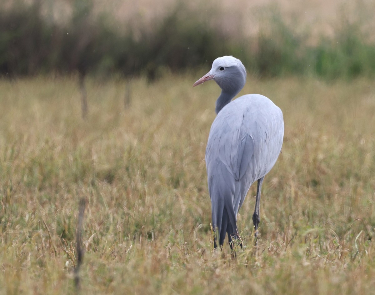 Blue Crane - ML623360545