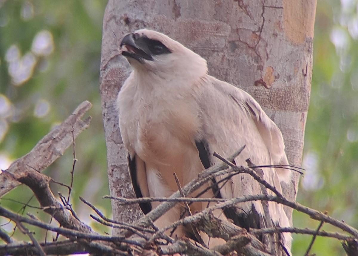 Crested Eagle - ML623360550