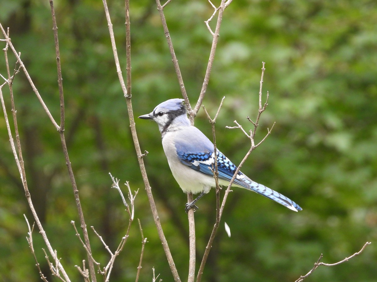 Blue Jay - Daniel Coderre