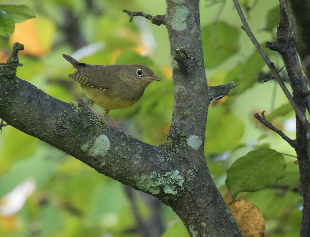 Connecticut Warbler - ML623360647