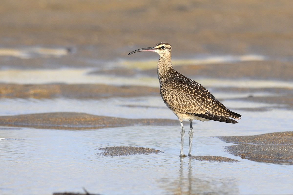 koliha malá (ssp. hudsonicus) - ML623360658