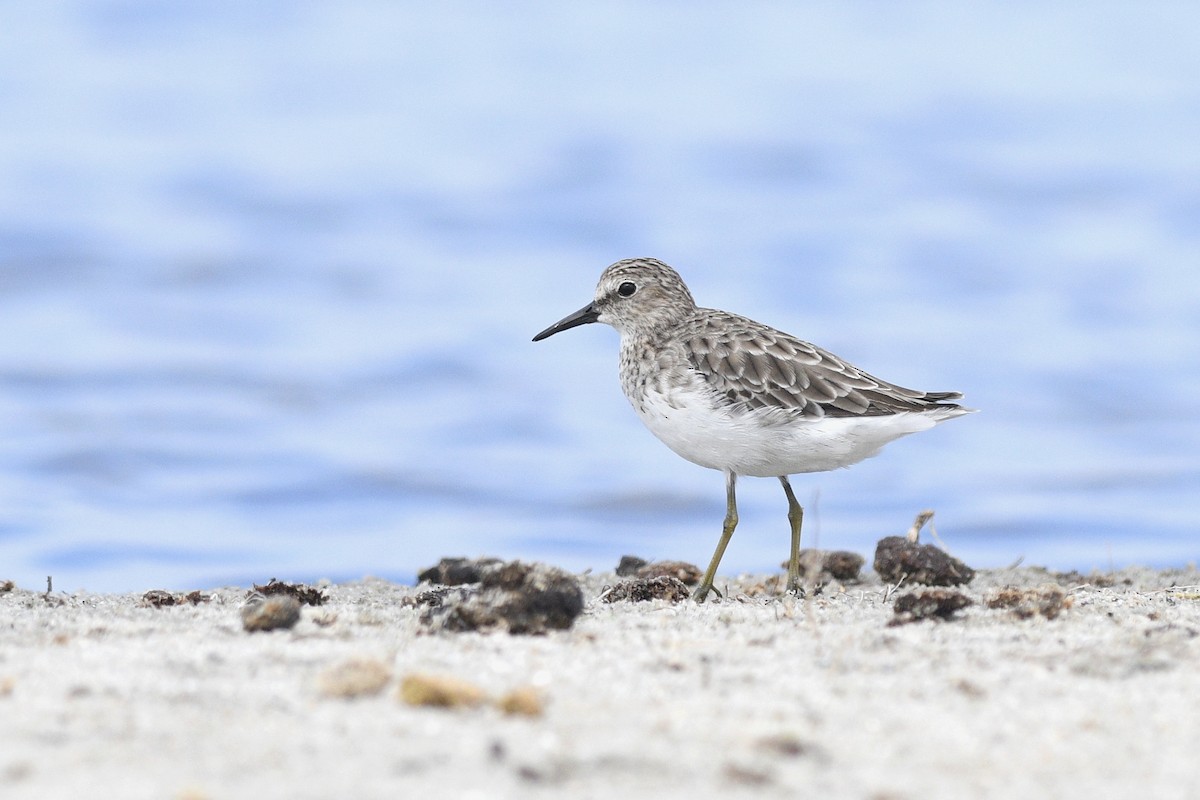 Least Sandpiper - ML623360670