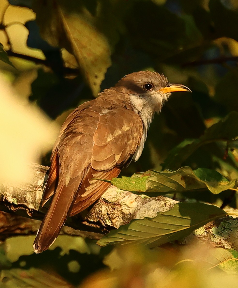 Yellow-billed Cuckoo - ML623360696