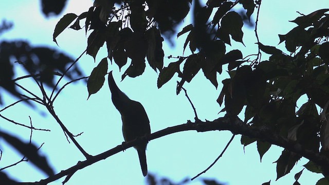 Toucanet à bec sillonné - ML623360698