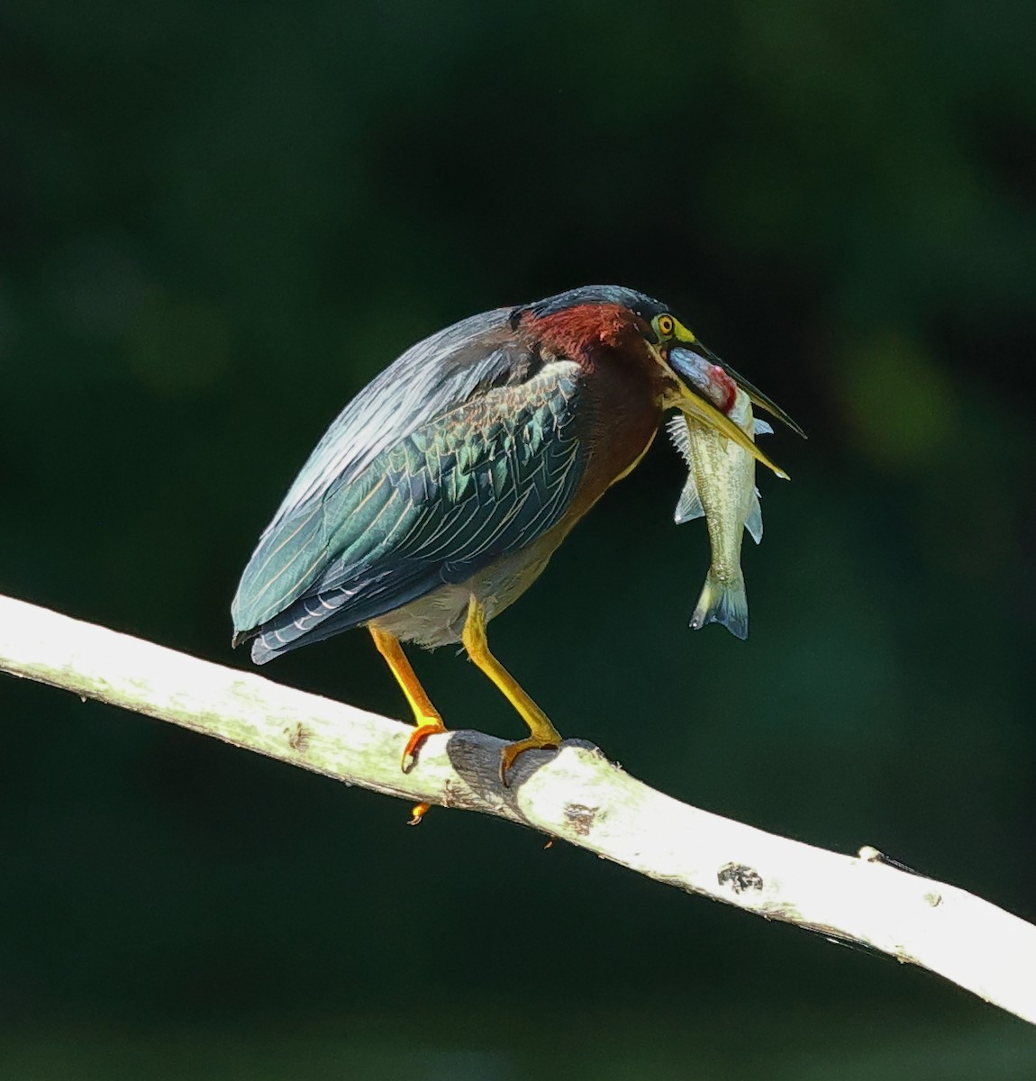 Green Heron - ML623360700