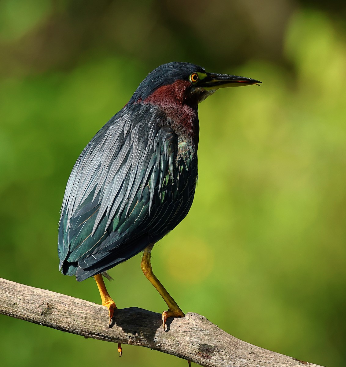 Green Heron - ML623360702