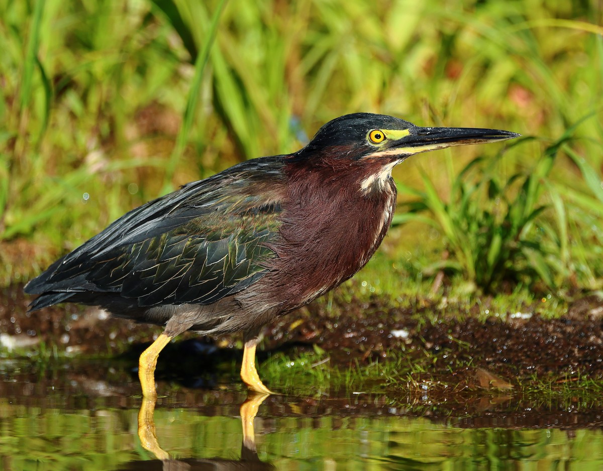 Green Heron - ML623360703