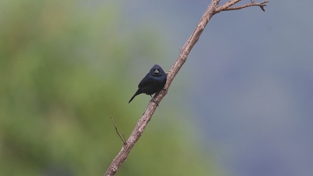 Blue-black Grassquit - ML623360722