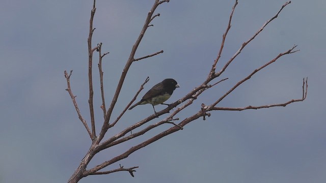 Yellow-bellied Seedeater - ML623360729