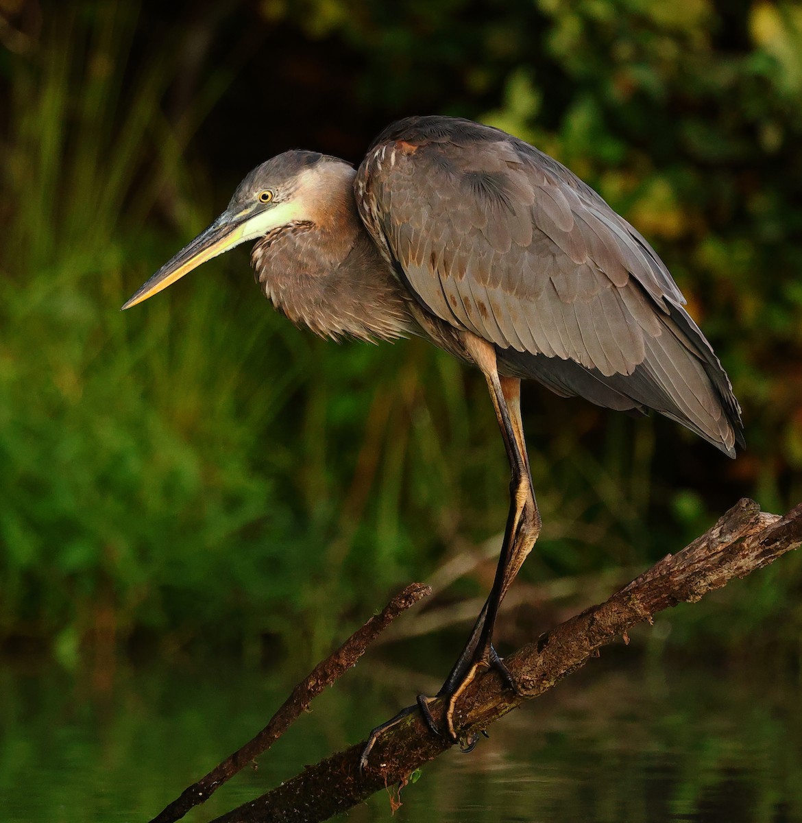 Great Blue Heron - ML623360733