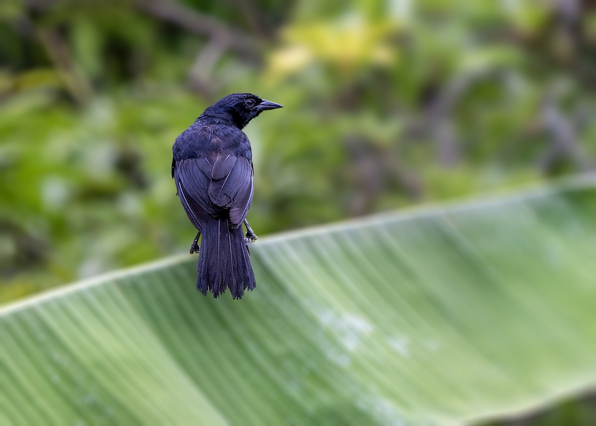 Scrub Blackbird - Guillermo  Saborío Vega