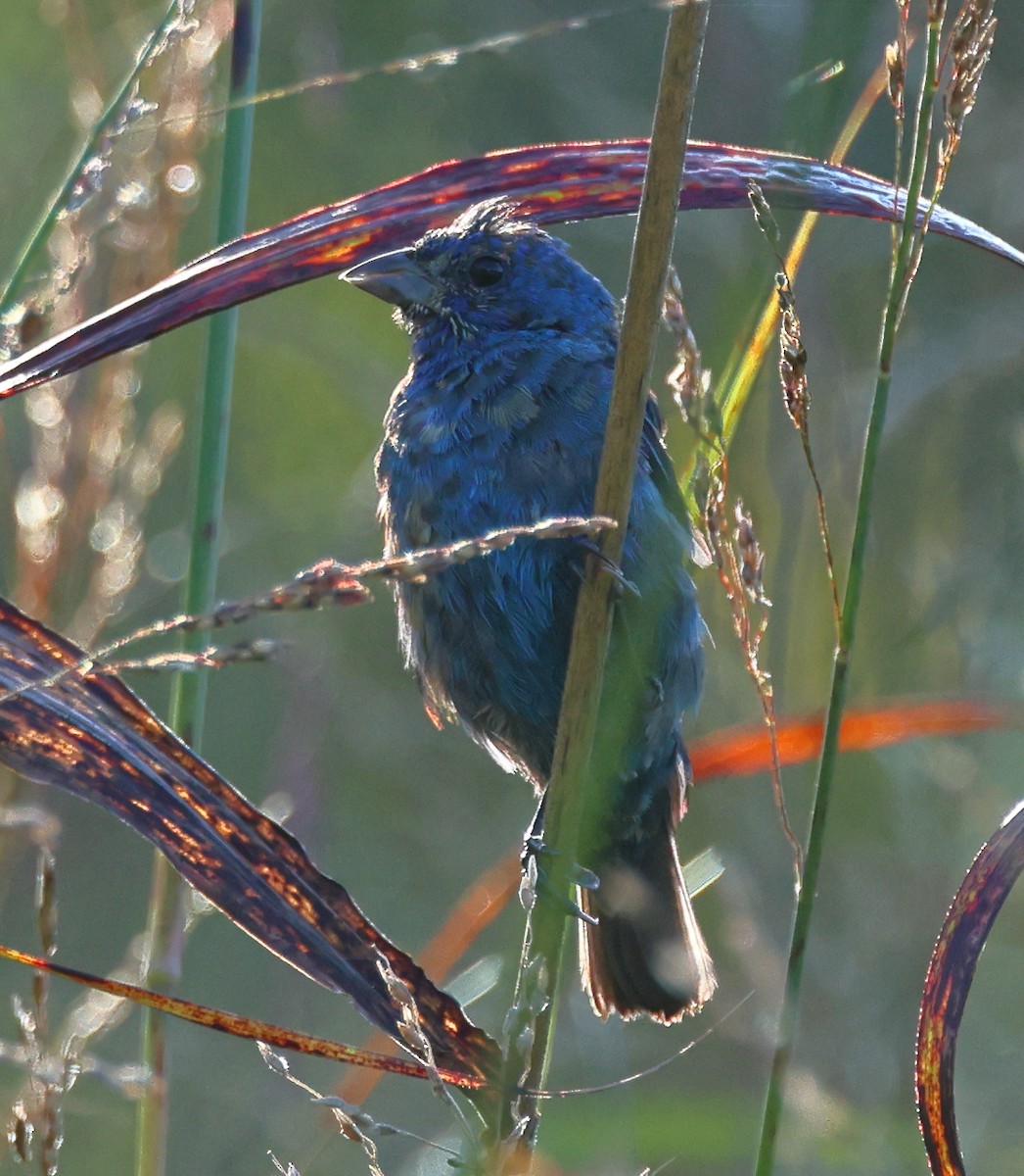 Indigo Bunting - ML623360758