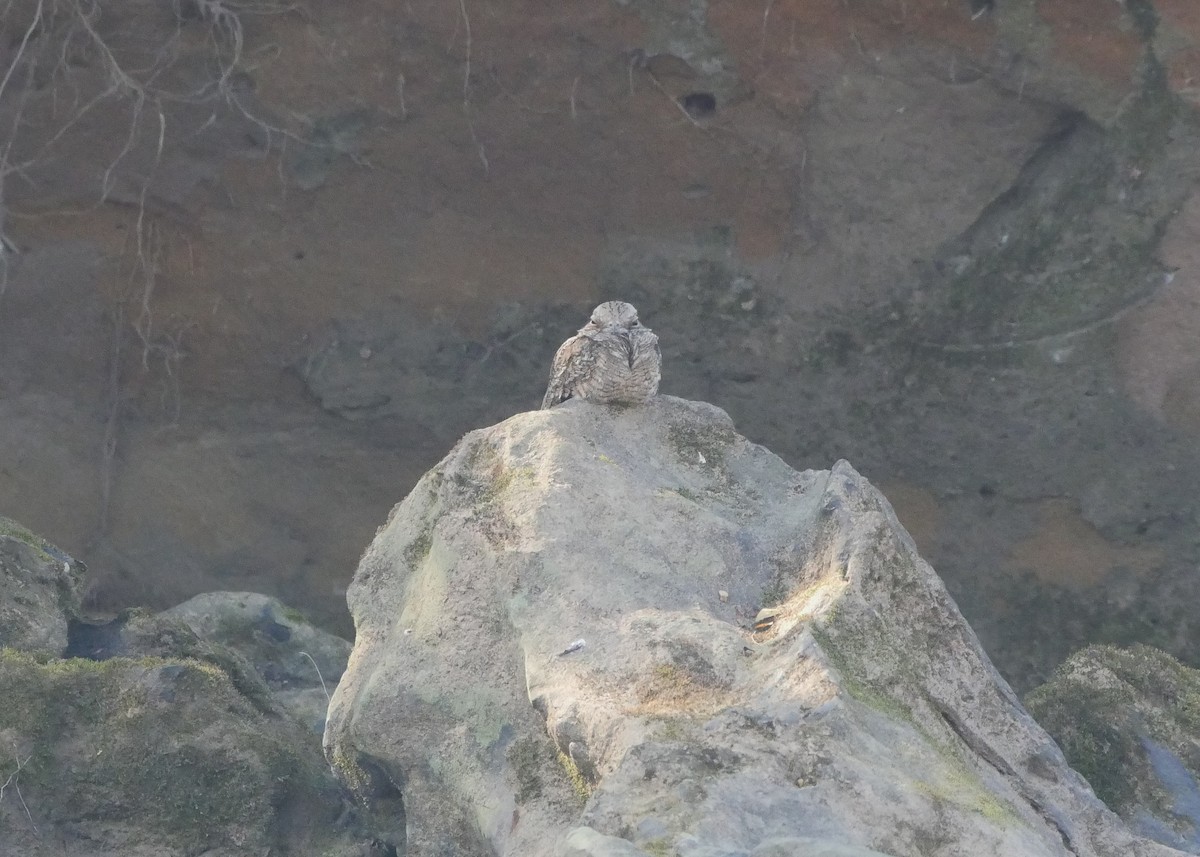 Ladder-tailed Nightjar - ML623360773