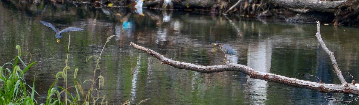 Green Heron - ML623360809