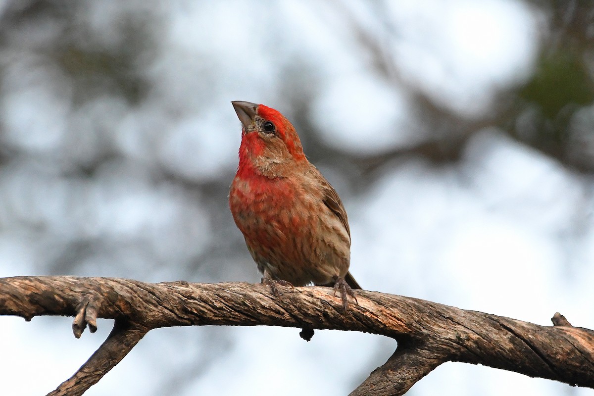 House Finch - Ari Weiss