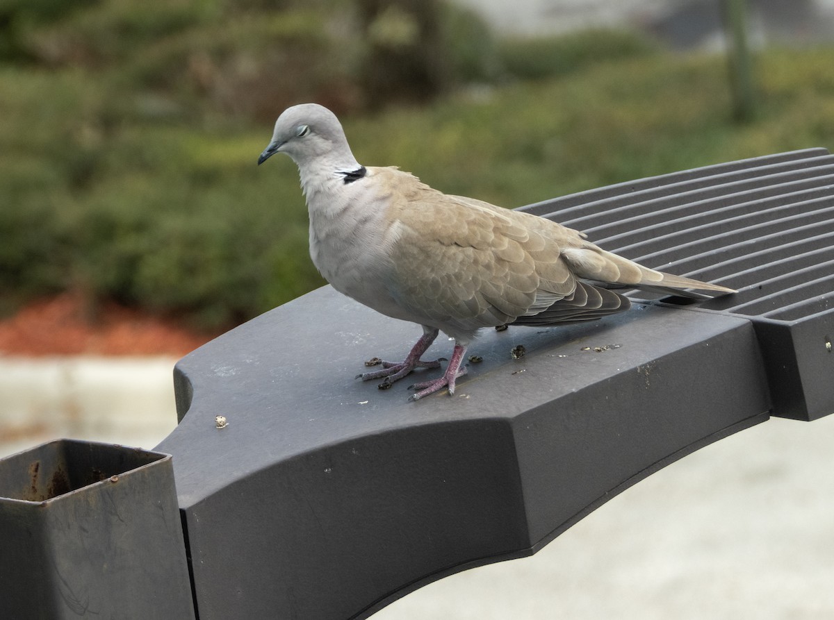 Eurasian Collared-Dove - ML623360892