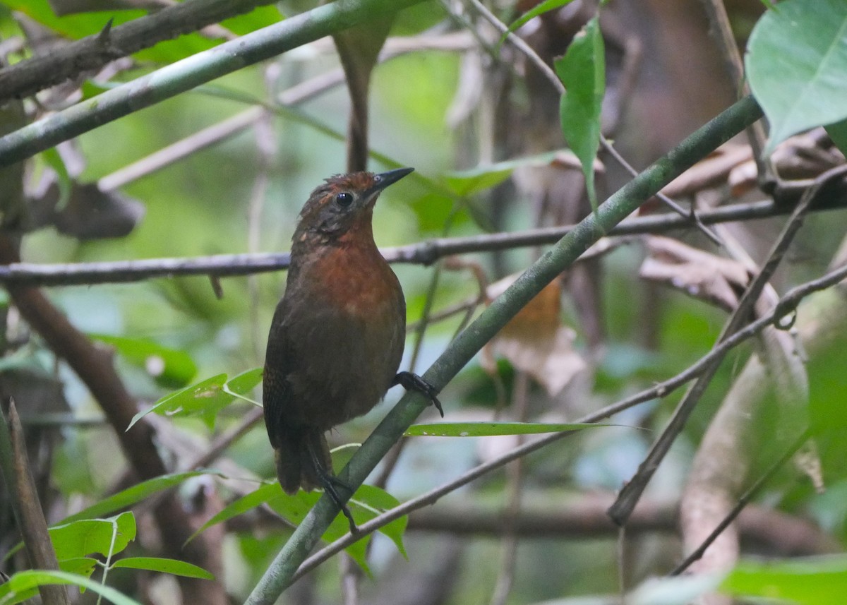 Musician Wren - ML623360895